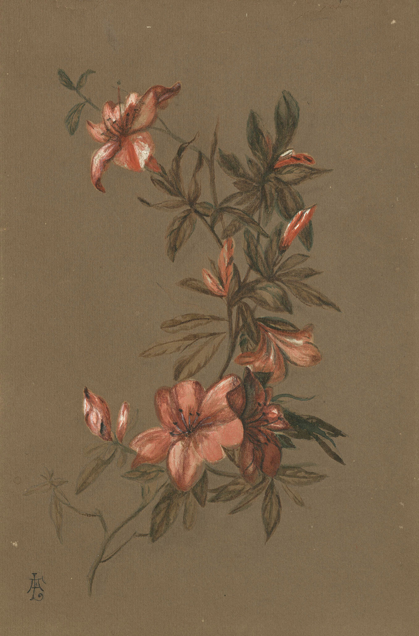 watercolor drawing of pink flowers by Anna Judah
